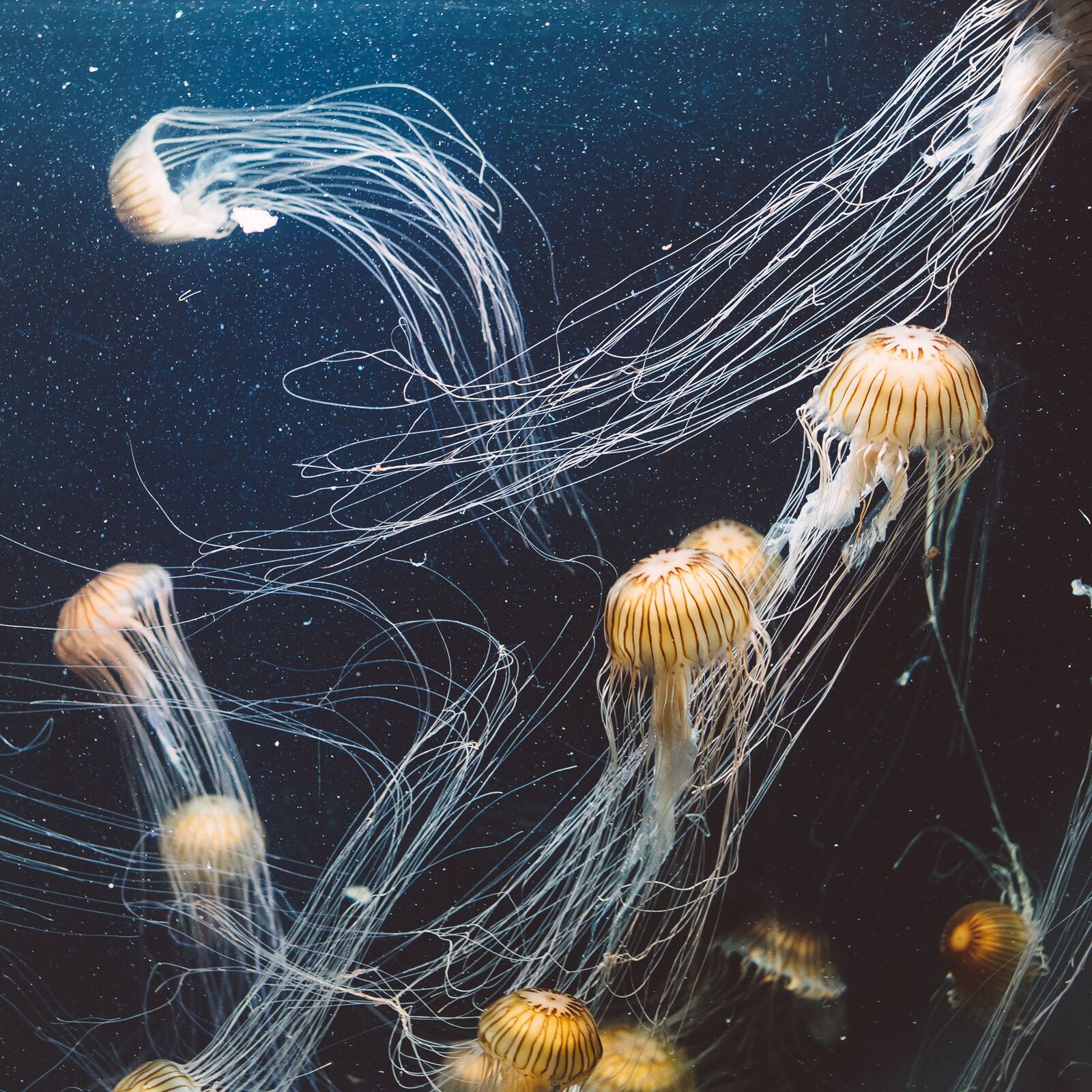 Jellyfish